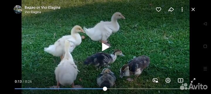 Гусь ручной