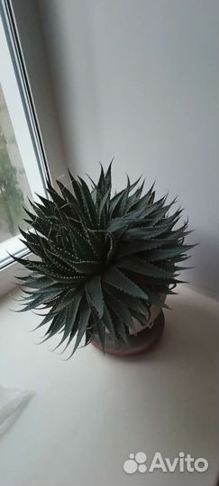 Алоэ остистое