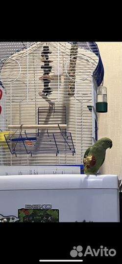 Ожереловый попугай