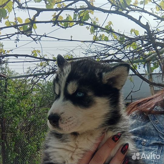 Щенки хаски