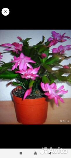 Комнатные цветы