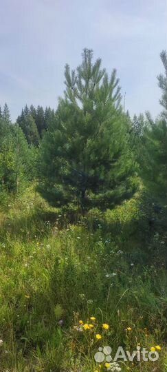 Сосна оптом