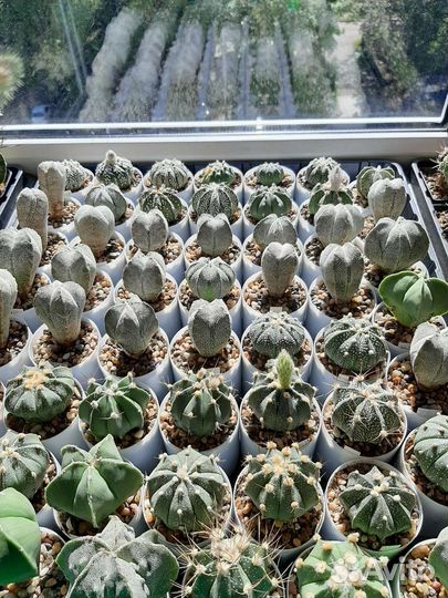 Кактусы продам. Невысылаю