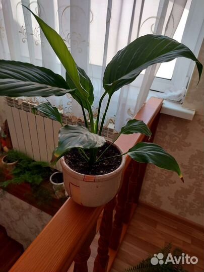 Спатифиллум