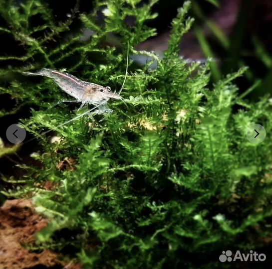 Креветки Амано