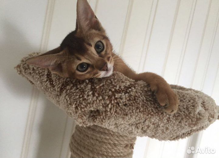 Абиссинские Виктор и Виктория