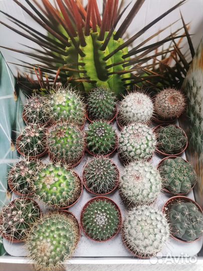 Кактусы и суккуленты