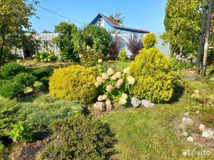 Туя Голден смарагд