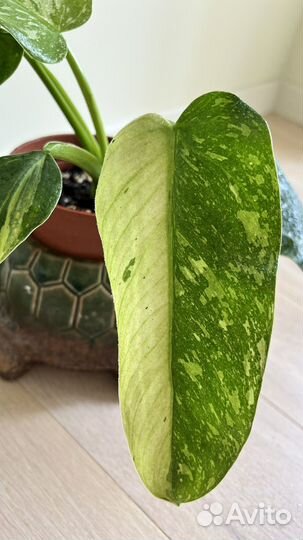 Филодендрон Имбе вайт марбл (Хосе буэно)