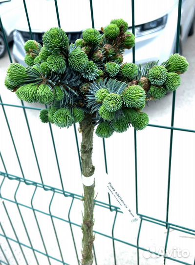 Карликовые хвойные