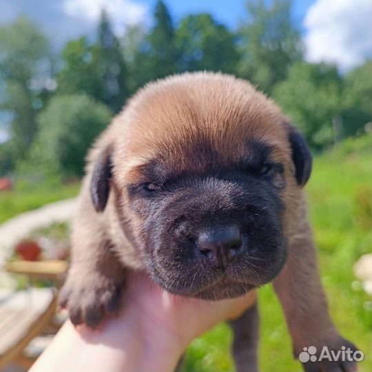 Щенки кане Корсо метисы