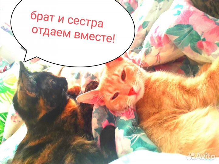 Рыжий котенок и его сестра ищут дом
