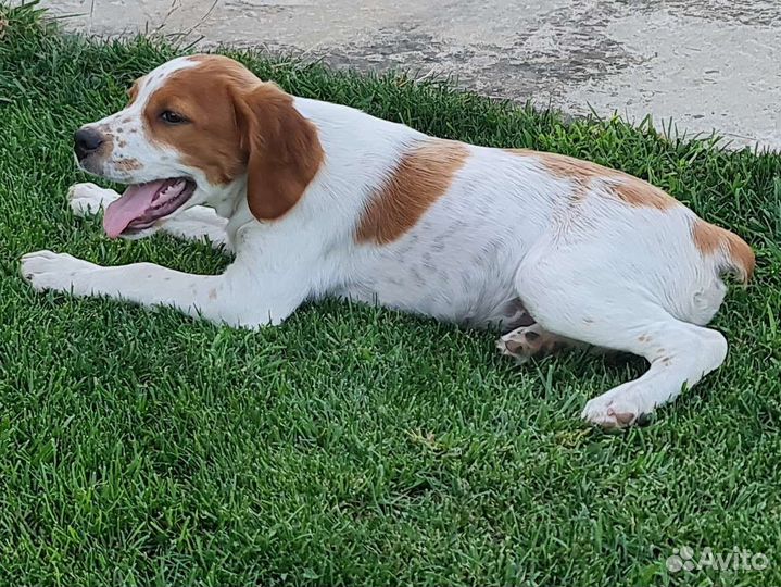 Щенки эпаньоль бретон