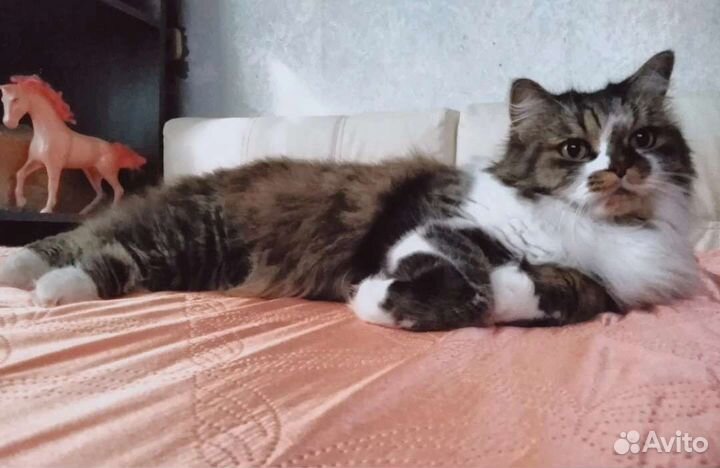 Сибирская кот