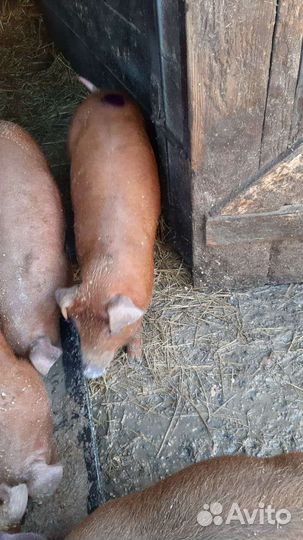 Паросята Дюрок,месячные