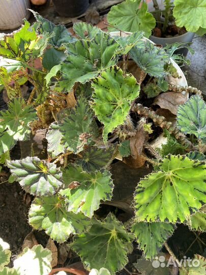 Хлорофитум