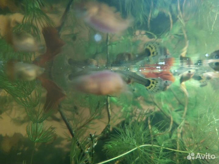 Аквариумные рыбки гуппи