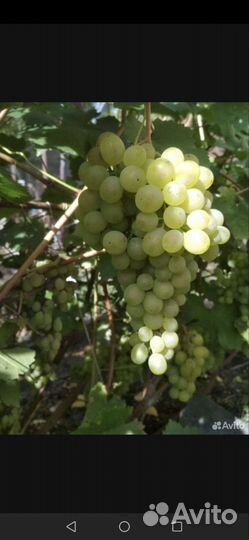 Саженцы винограда