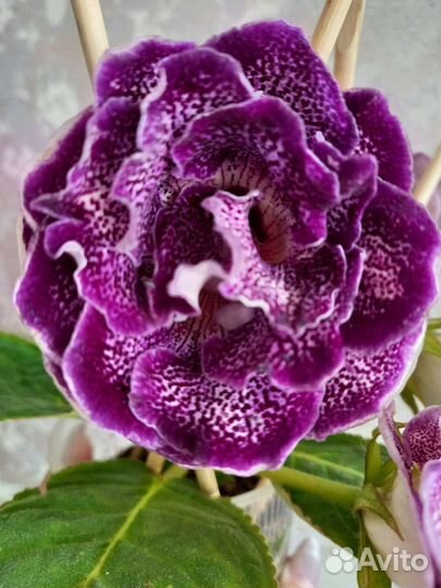 Глоксиния сорт ес Грэйс и ес Джин ен Шторм