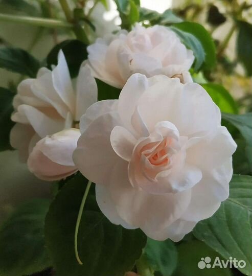 Бальзамины махровые, пестролистные