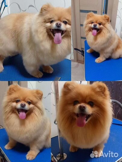 Услуги грумера (стрижка собак)