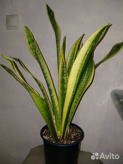Сансевиерия