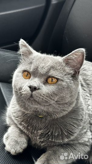 Британский кот