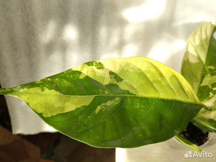 Табернемонтана вариегатная Bangsaphan Dream