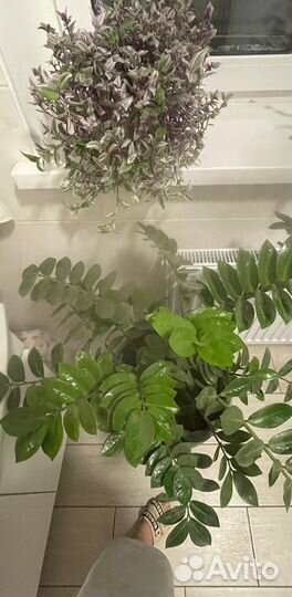 Замиокулькас, Spring splash