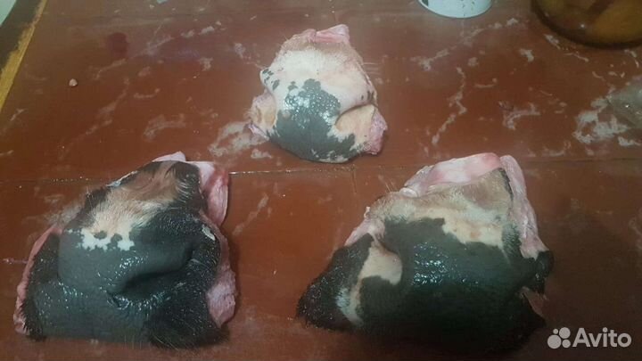 Мясо для собак