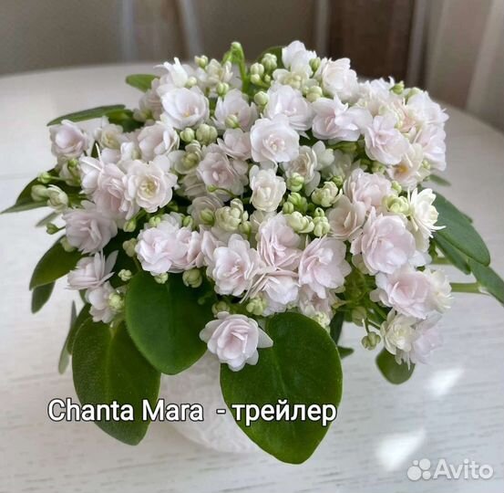 Фиалки мини, трейлеры, стандарты