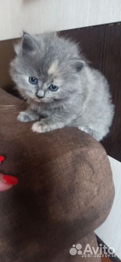 Котята