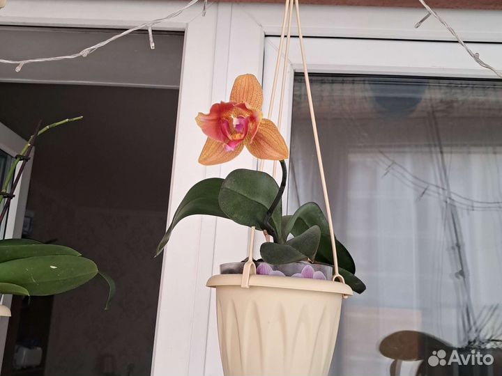 Фаленопсис(орхидеи-много,разные)