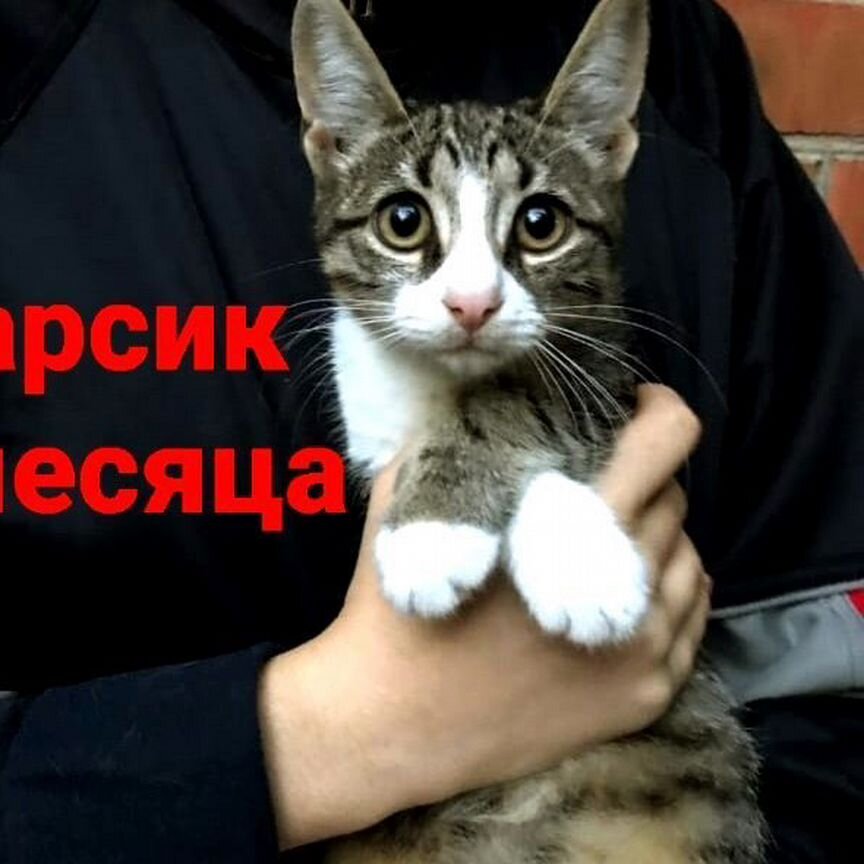 Котёнок мальчик