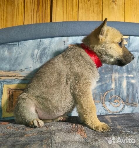 Щенок Девочка Волчонок