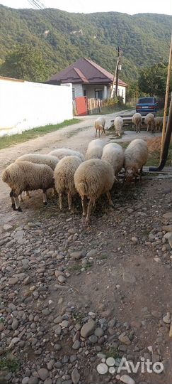 Козы и Овцы