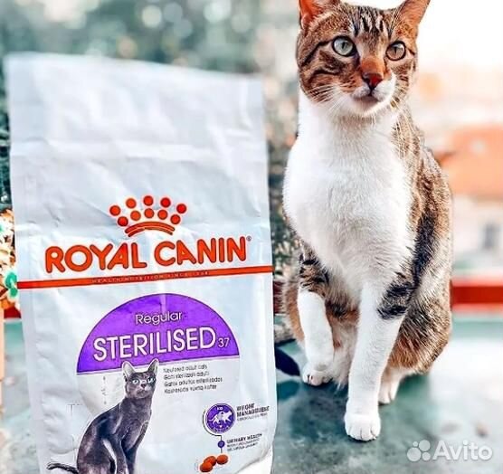 Royal Canin сухой корм для кошек. В наличии Корм д