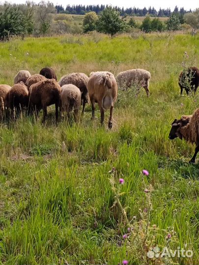 Овцы бараны ягнята