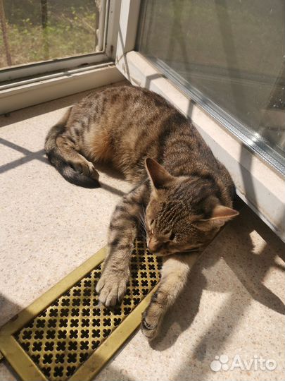 Ласковая нежная кошечка Милка