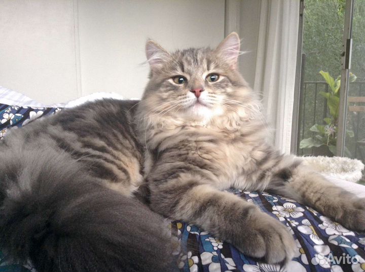 Котята и взрослые