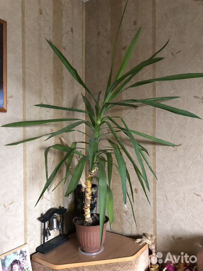 Юкка 1м и 70 см