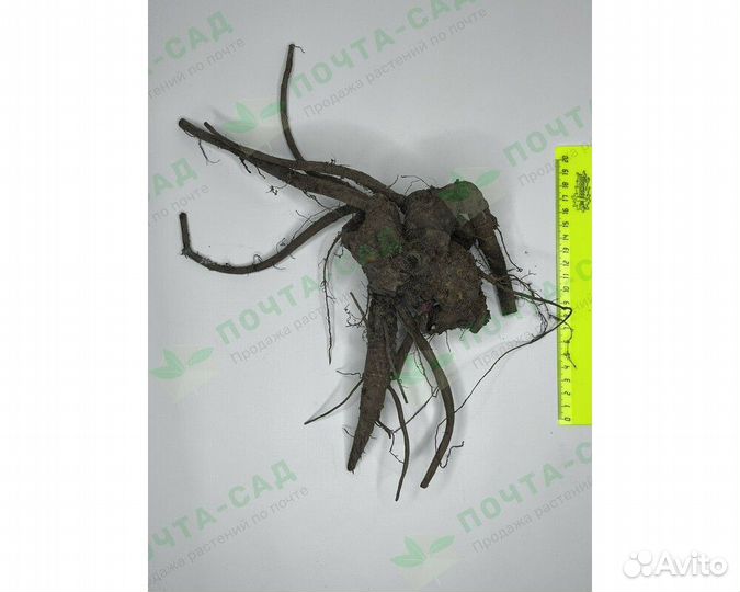 Пион молочноцветковый Marie Lemoine