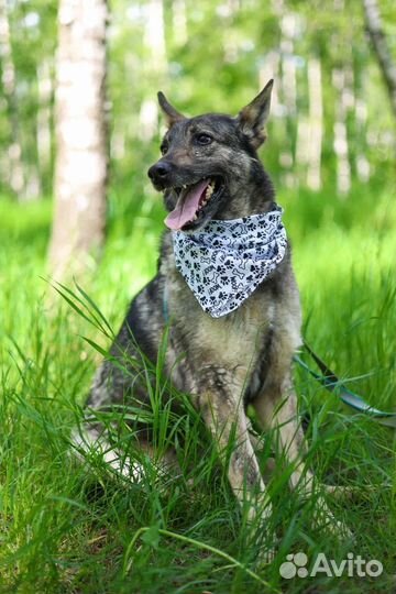 Собака-мечта из приюта