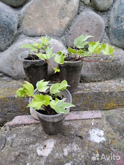 Плющ вечнозеленый пестролистный