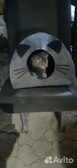 По уходу за животными