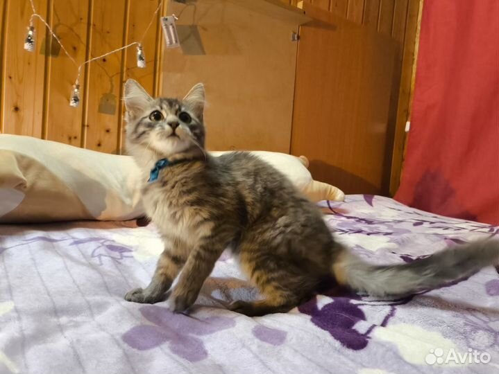 Сибирский котёнок