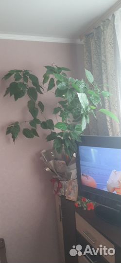 Китайская роза Гибискус