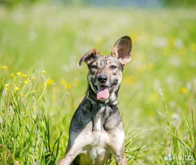 Собака в дар в добрые руки
