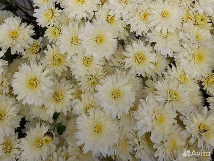 Мультифлора