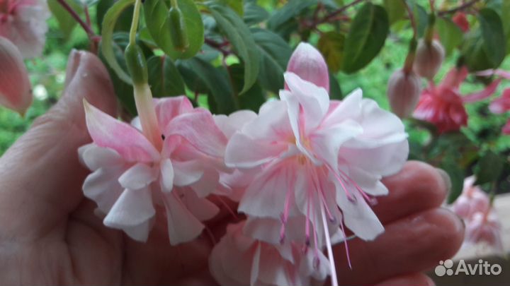 Черенки фуксий